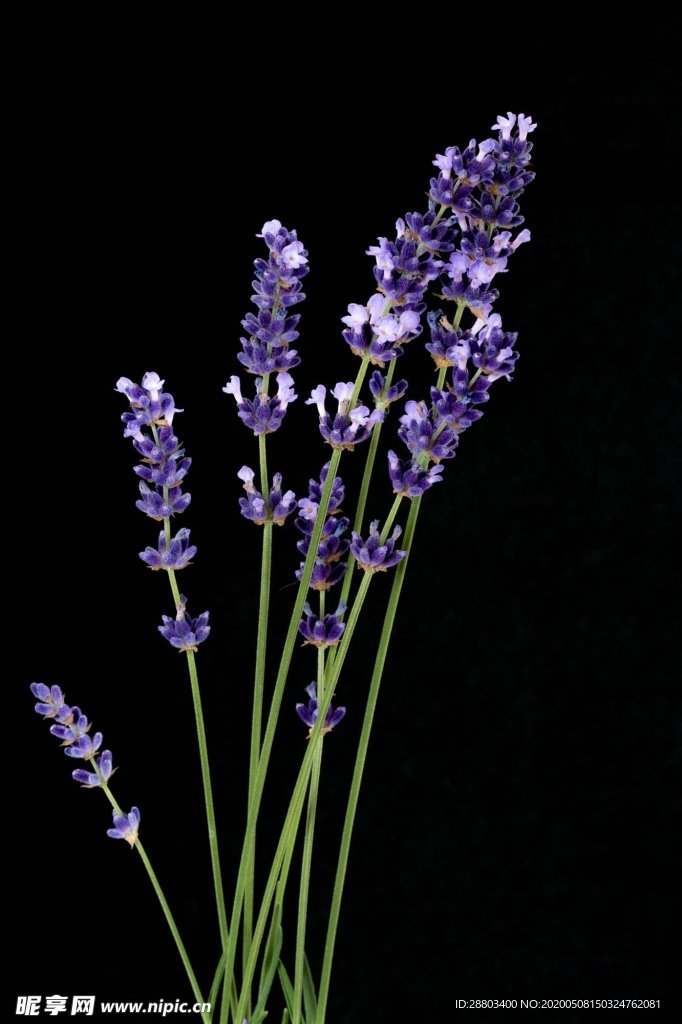 薰衣草 花草