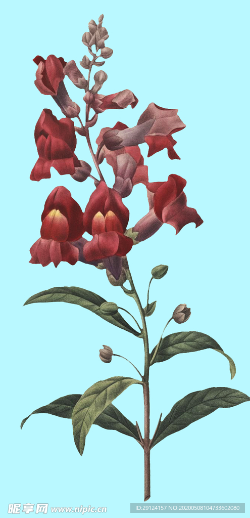 手绘花朵