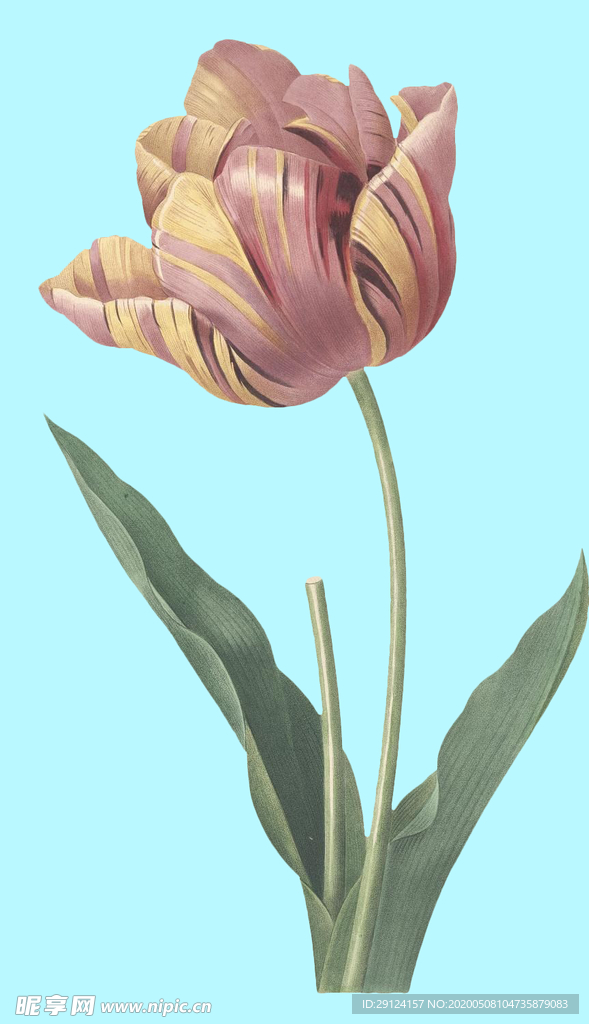 手绘花