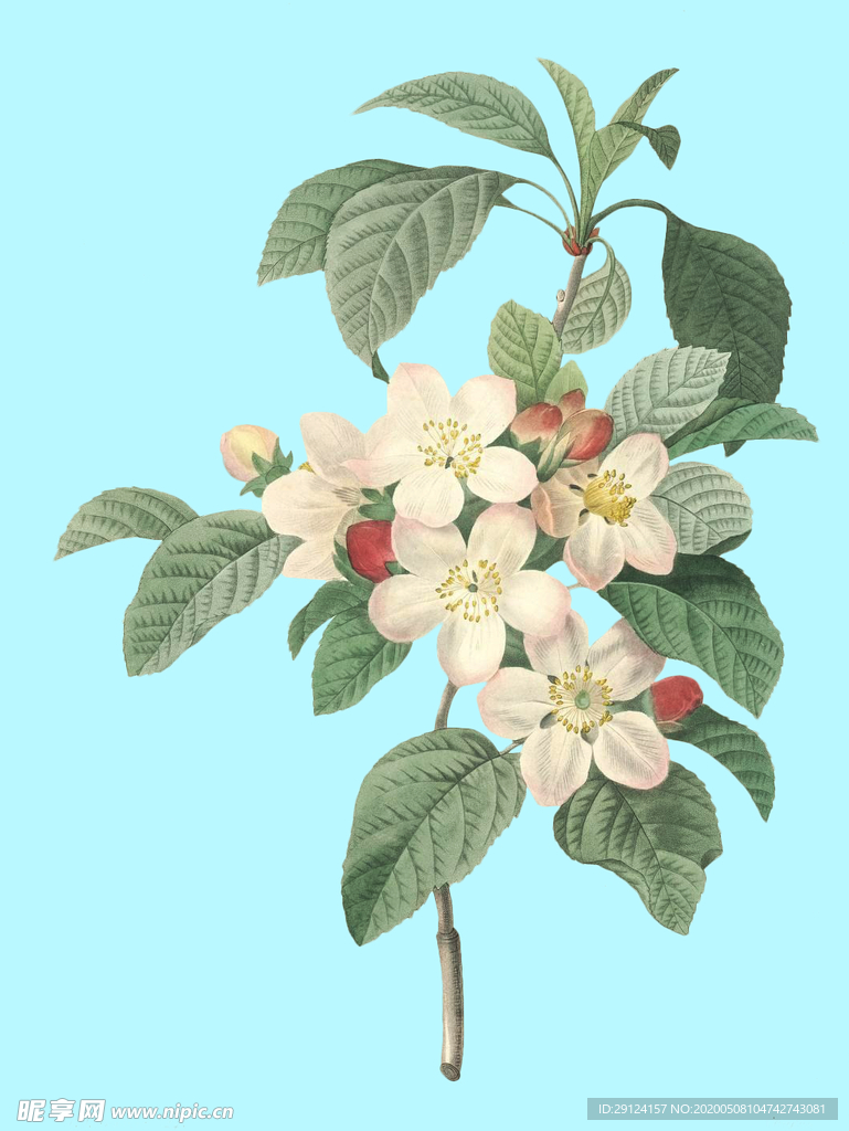 手绘花