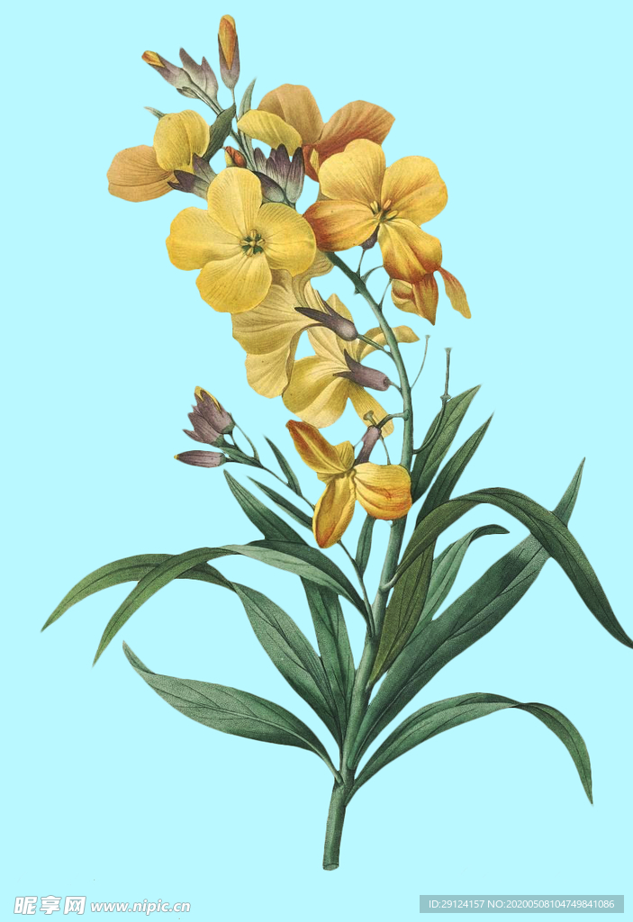 手绘花