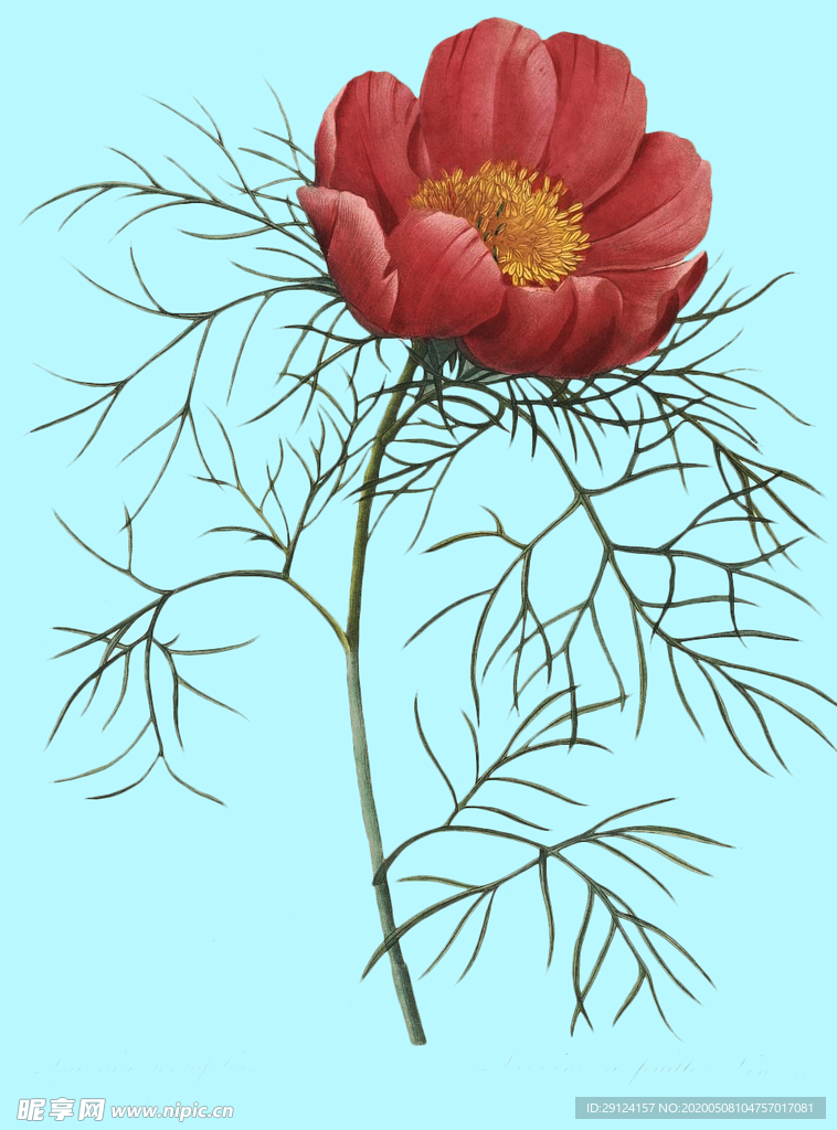 手绘花