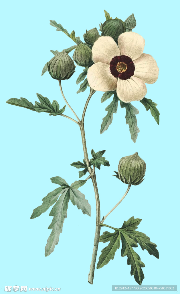 手绘花朵