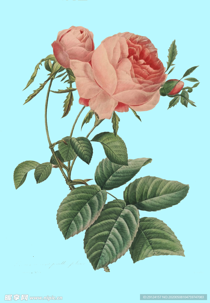 手绘花