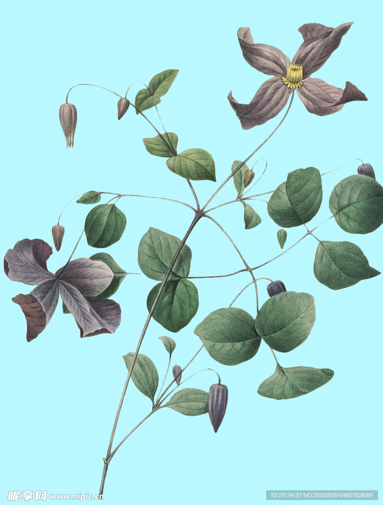 手绘花