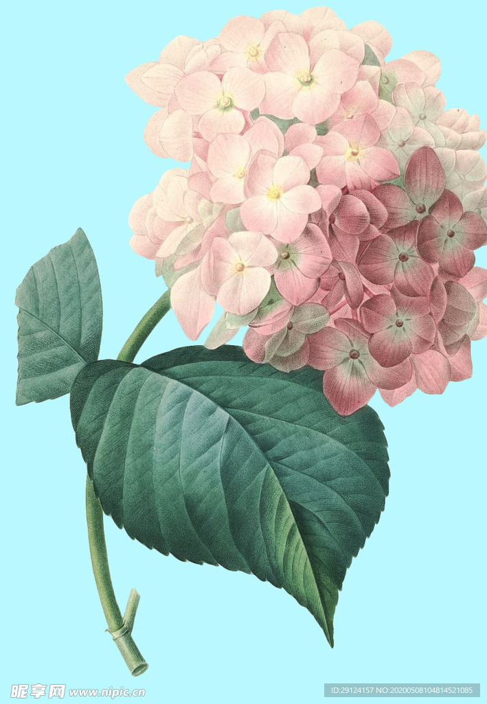 手绘花朵
