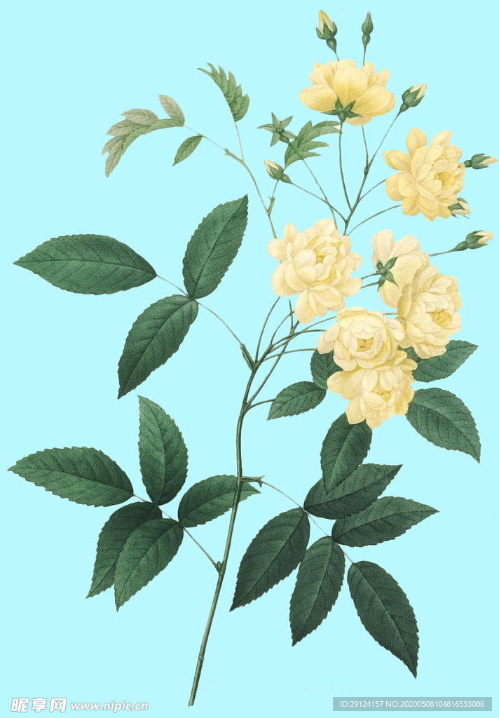 手绘花朵