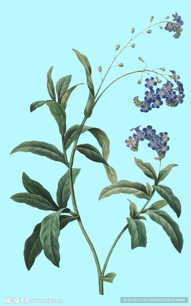 手绘花朵