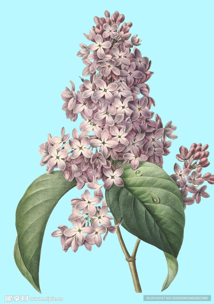 手绘花