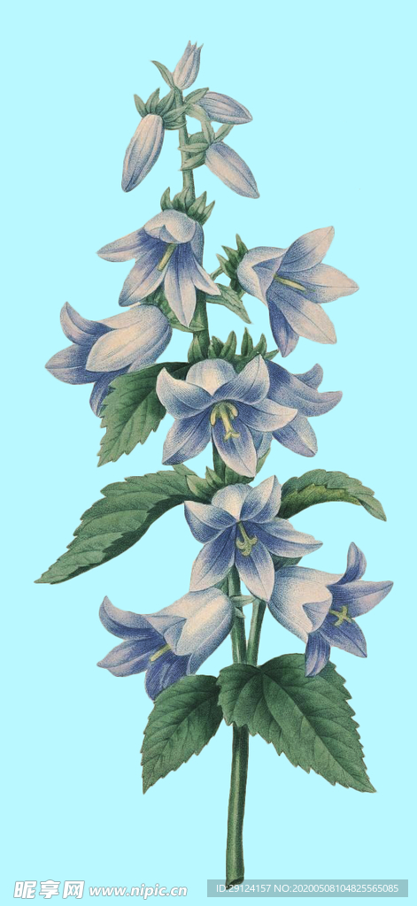 手绘花