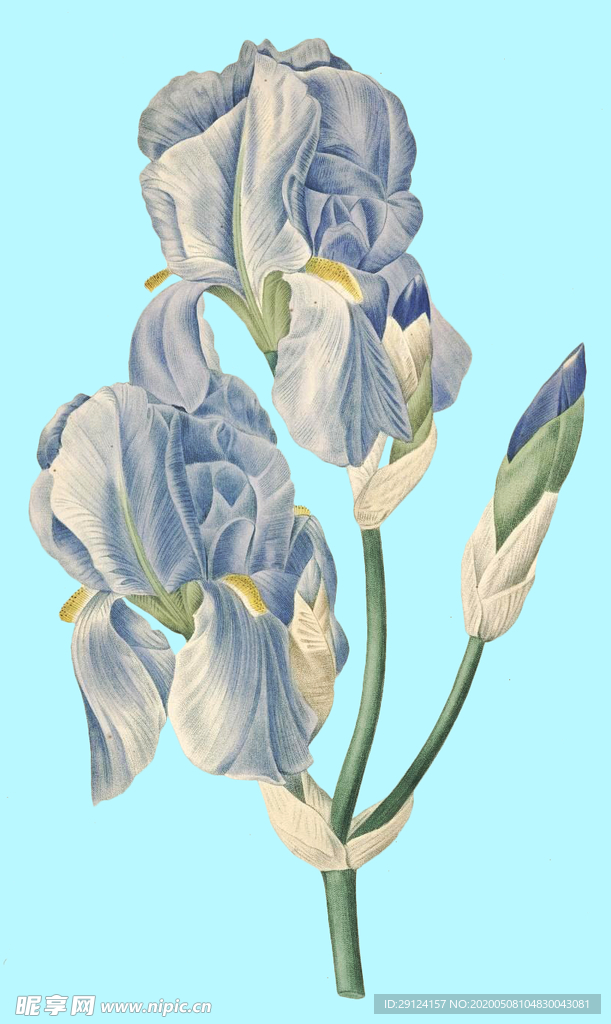 手绘花