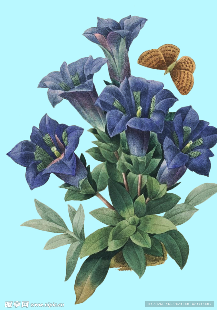 手绘花