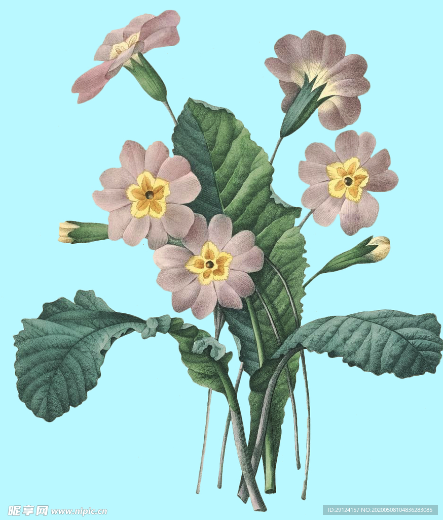 手绘花朵