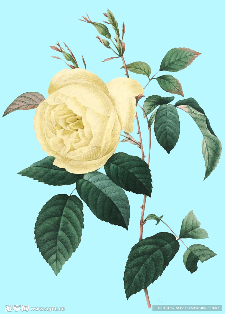 手绘花