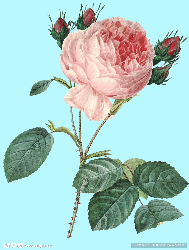 手绘花
