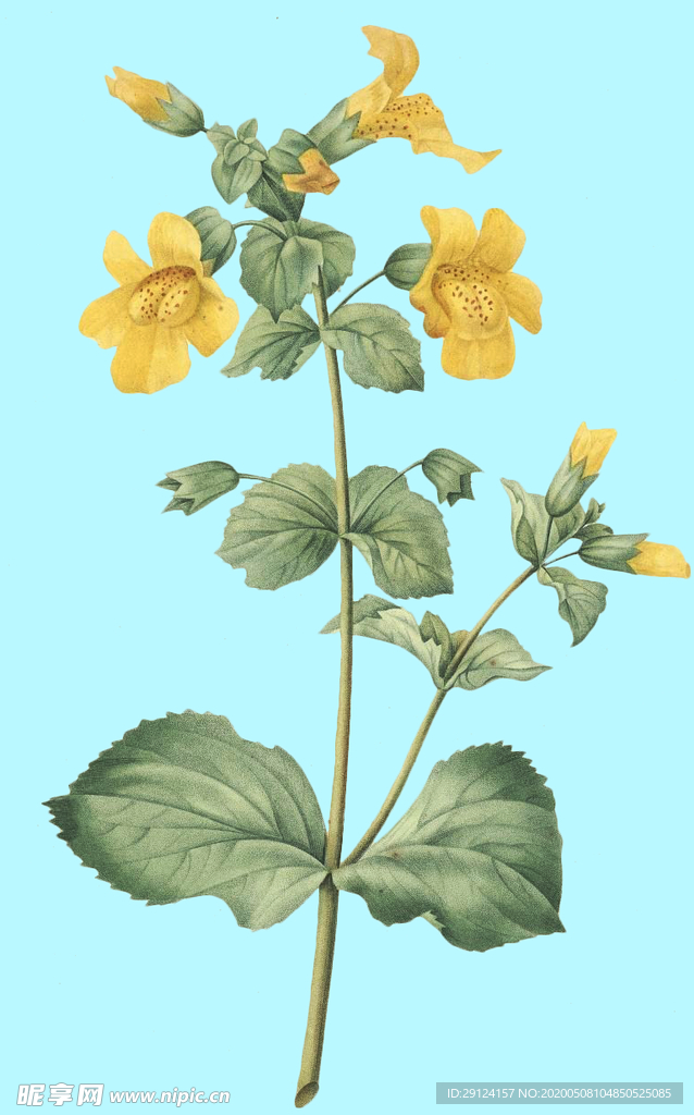 手绘花