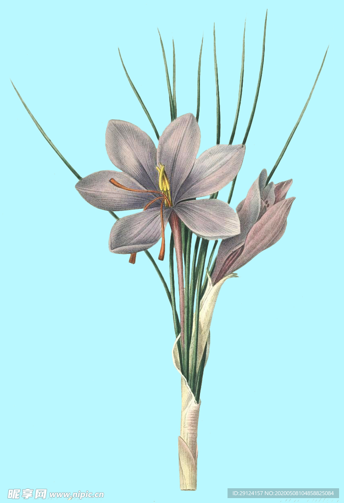 手绘花