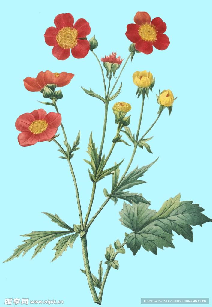 手绘花