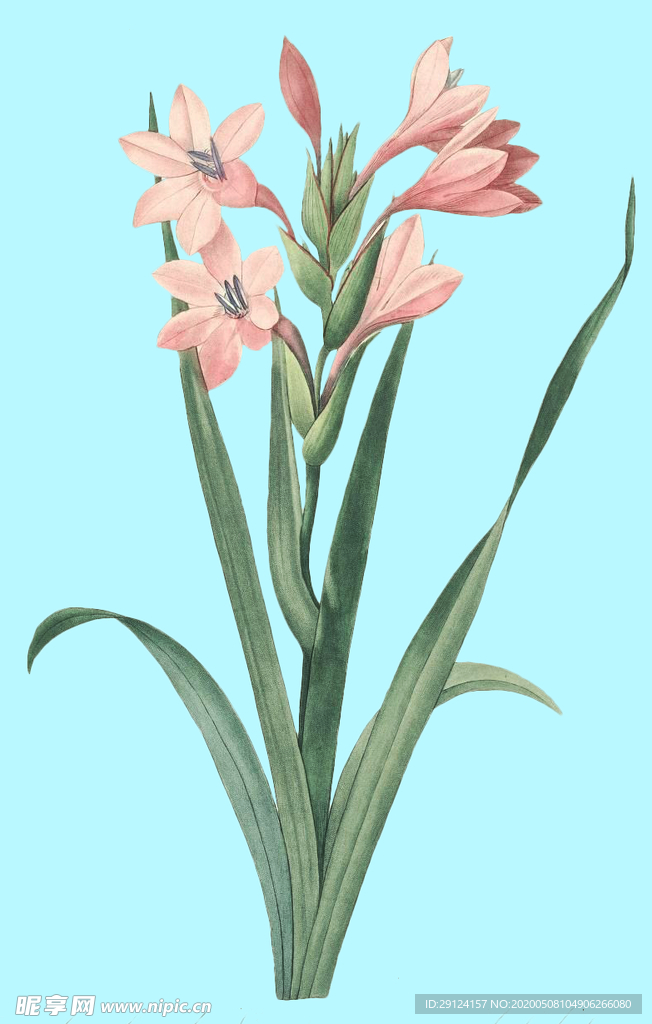手绘花