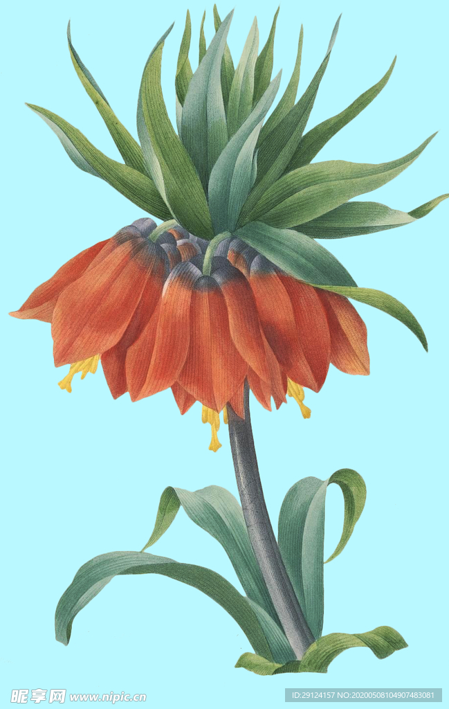 手绘花