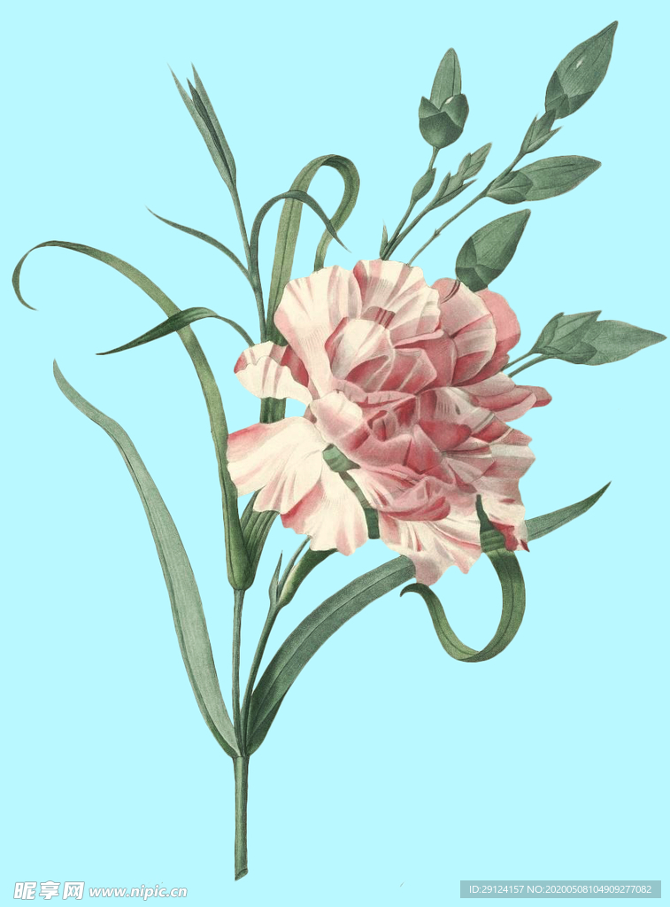 手绘花
