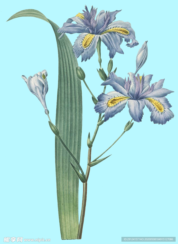 手绘花