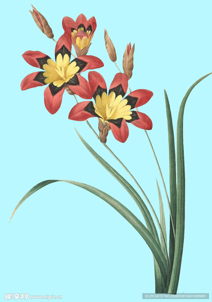 手绘花