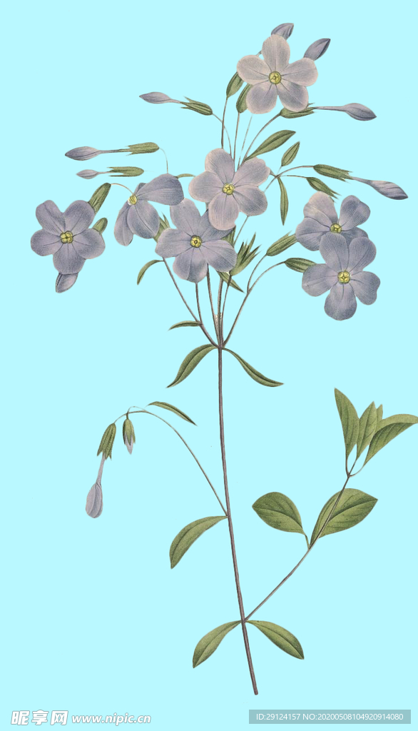 手绘花