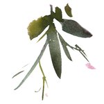 花卉树叶