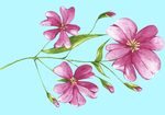 花卉树叶