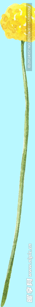 花卉树叶