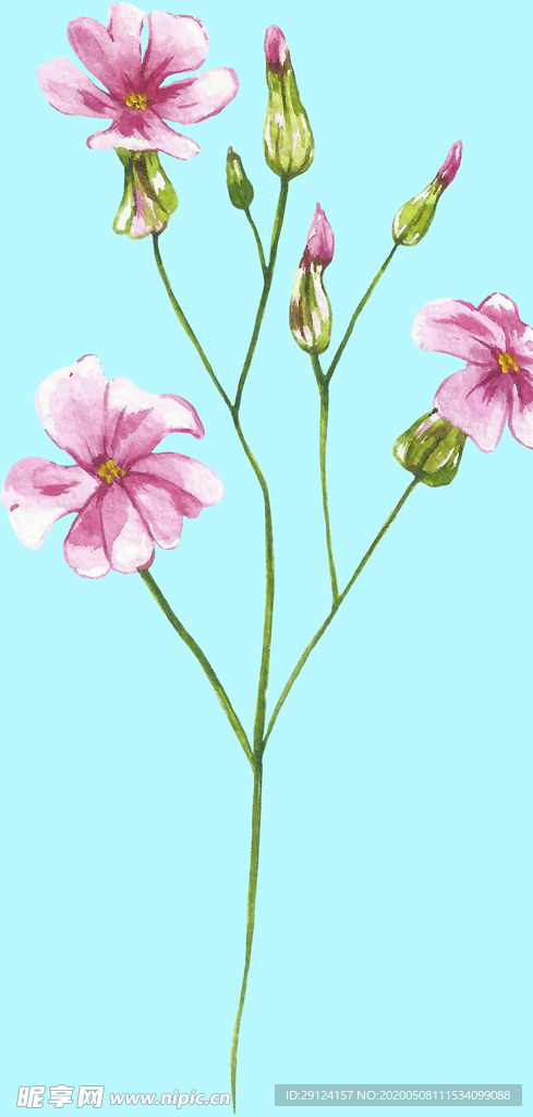 花卉树叶