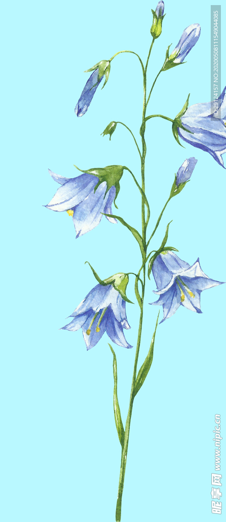花卉树叶