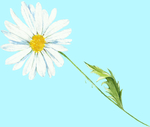 花卉树叶
