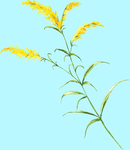 花卉树叶