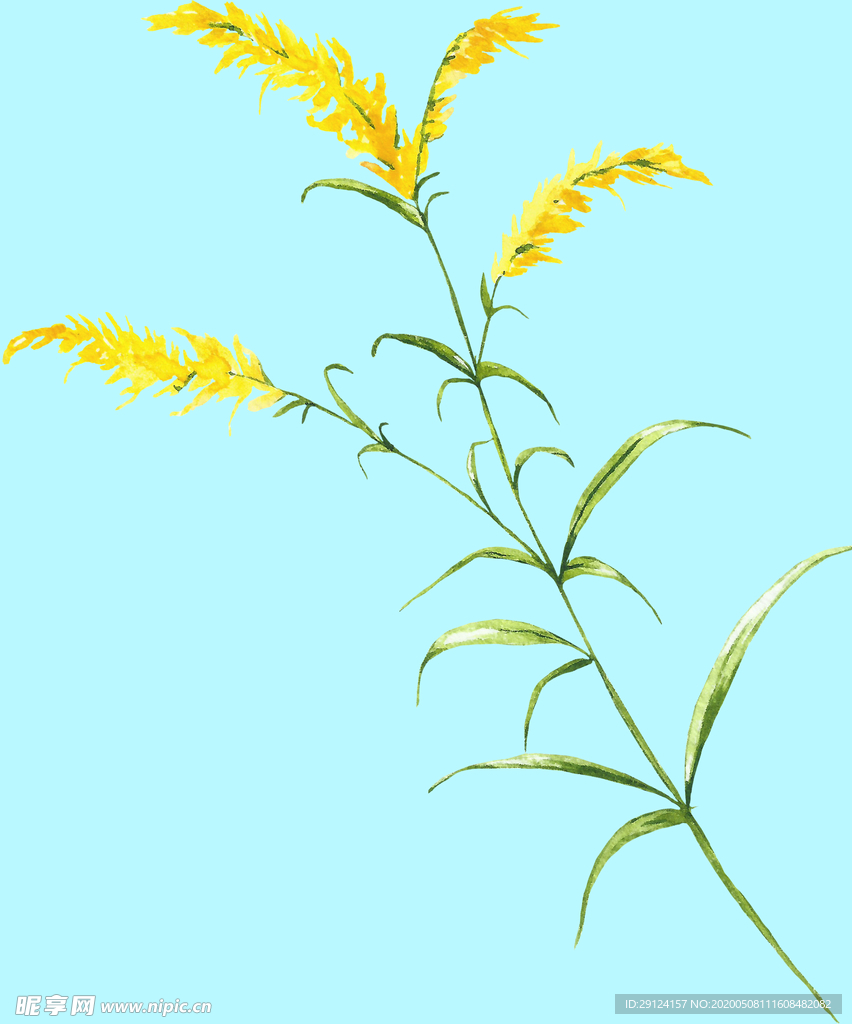 花卉树叶