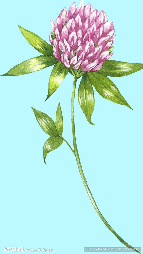 花卉树叶