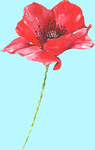 花卉树叶