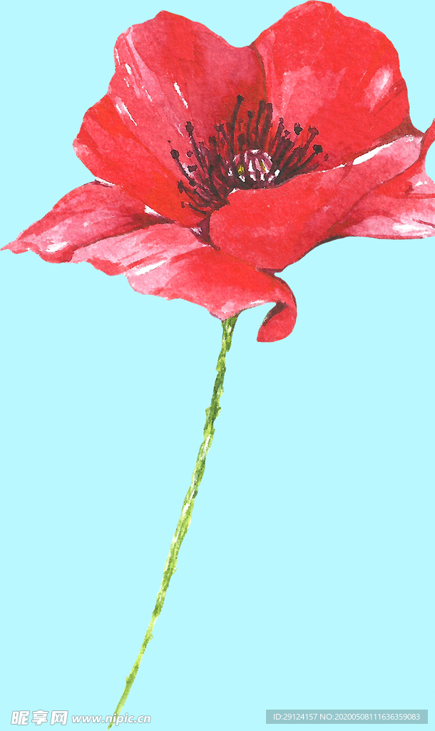花卉树叶