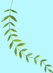 花卉树叶