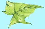 花卉树叶