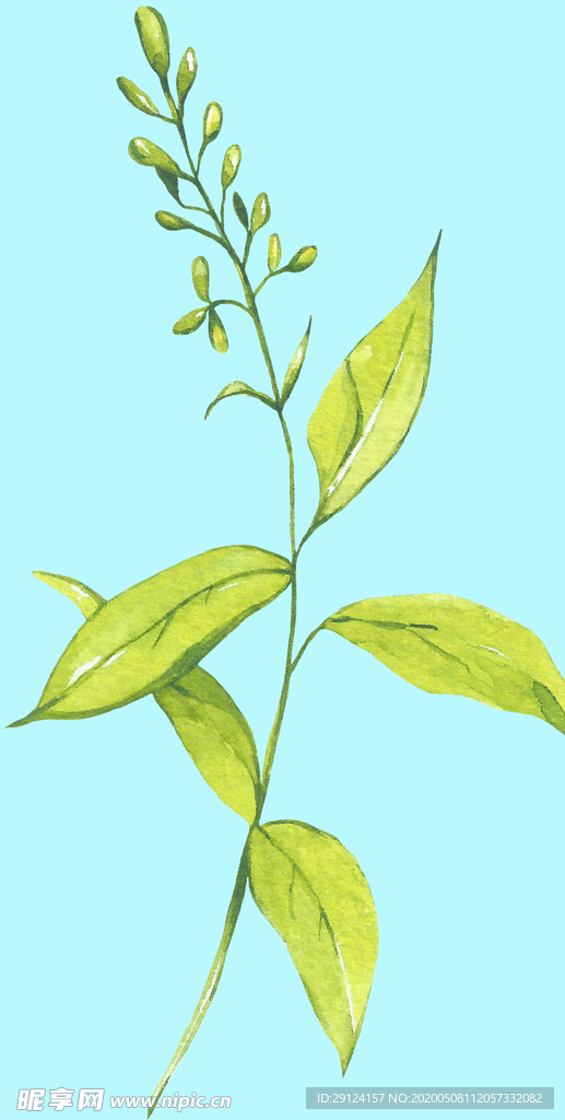花卉树叶