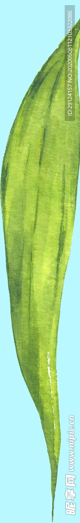 花卉树叶