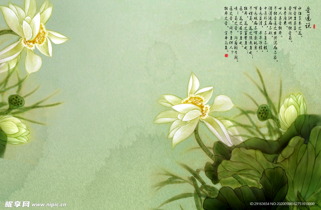荷花