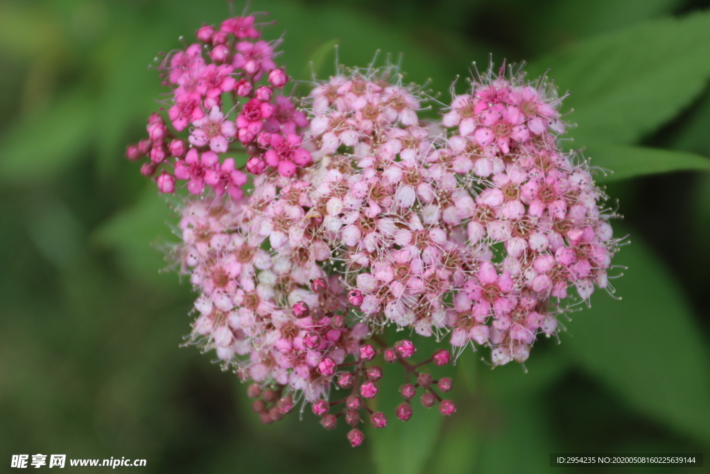 粉花绣线菊