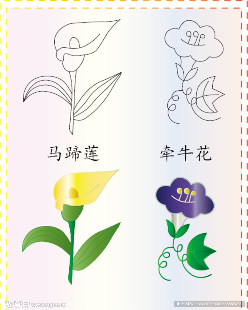 马蹄莲 牵牛花