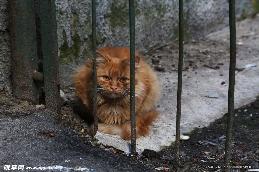 猫咪