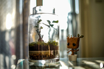 小清新植物