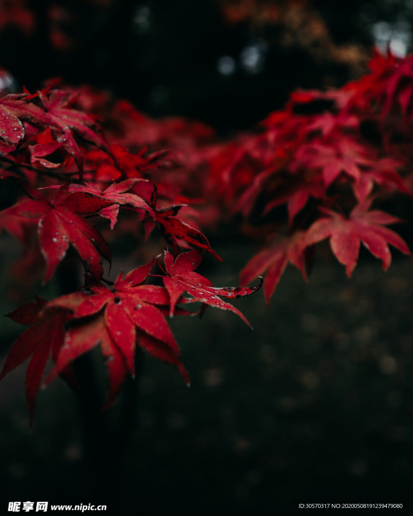 枫叶