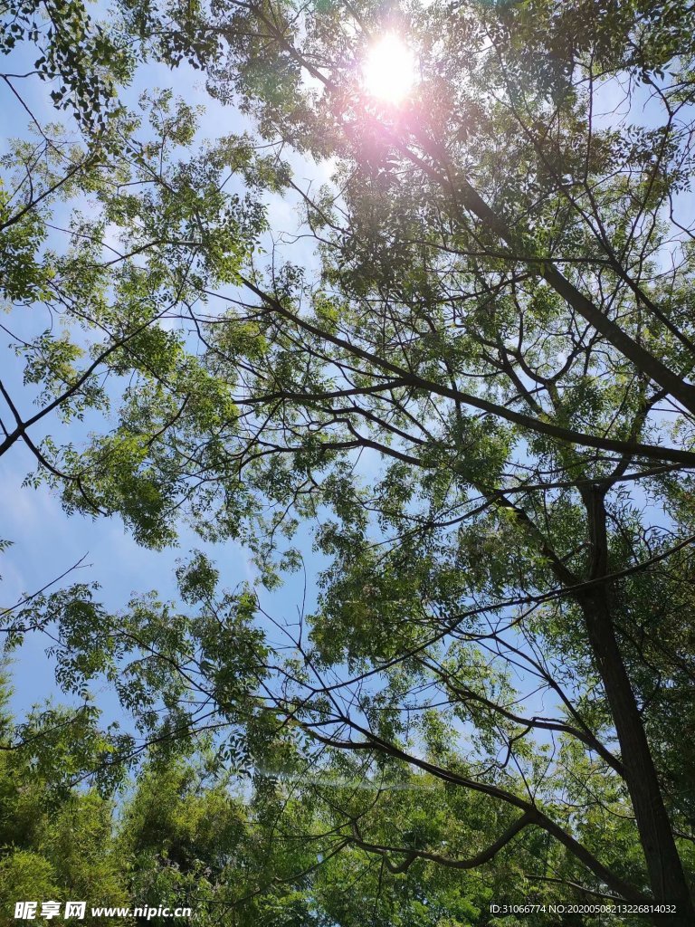 风景阳光